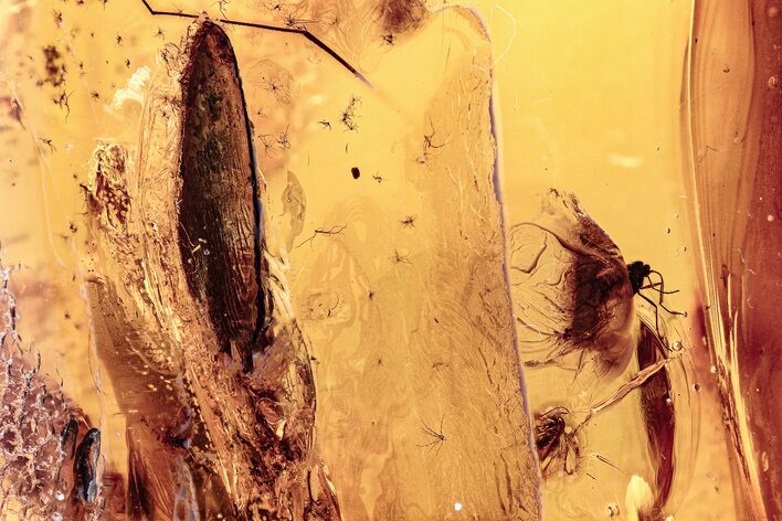 Several Fossil Insects and Oak Stellate Hairs In Baltic Amber #278592